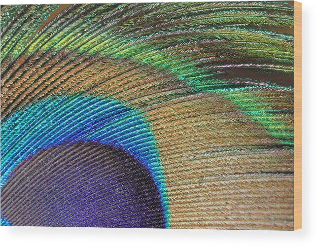 Peacock Feather Wood Print featuring the photograph Macro Peacock Feather by Angela Murdock