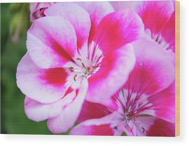 Flowers Wood Print featuring the photograph Magenta Painted Blooms by Lisa Blake