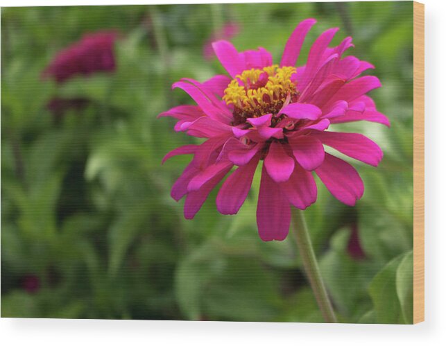 Close Up Wood Print featuring the photograph Magenta Zinnia by K Bradley Washburn