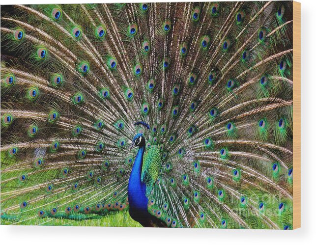 Peacock Wood Print featuring the photograph Magestic by Julie Adair