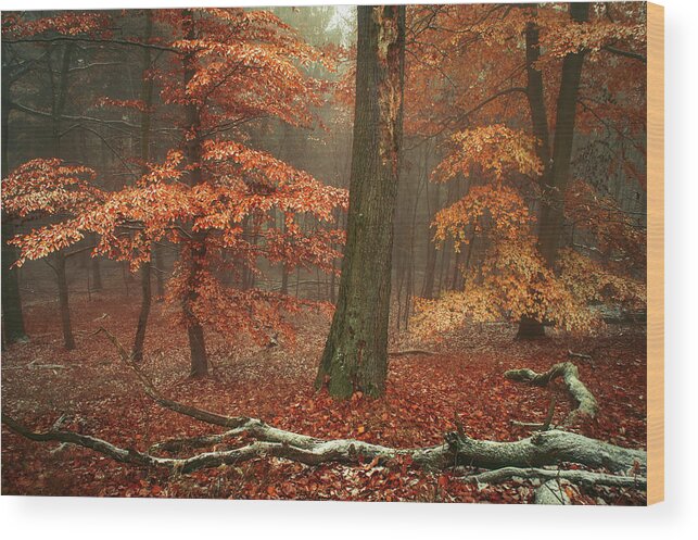 Jenny Rainbow Fine Art Photography Wood Print featuring the photograph Magic of Fall Woods by Jenny Rainbow