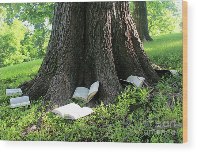 Book Wood Print featuring the photograph Magical Morning Reading by Adam Long