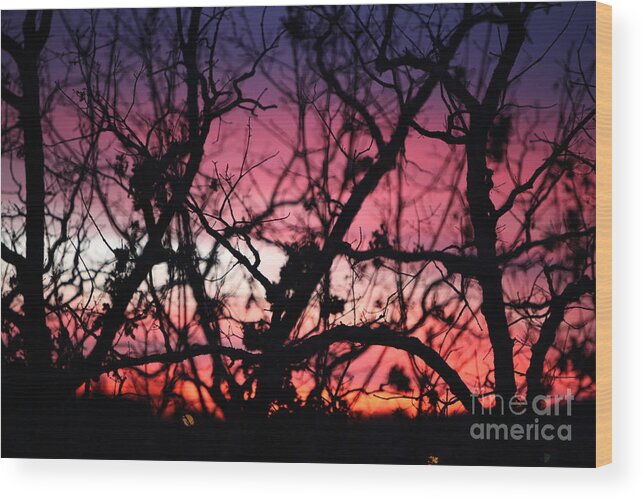 Sunset Wood Print featuring the photograph Magnificent Sunset and Trees by Nadine Rippelmeyer