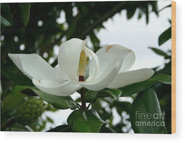 Flowers Wood Print featuring the photograph Magnolia by John Black