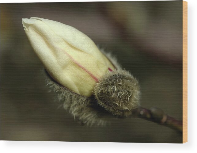 Magnolia Wood Print featuring the photograph Magnolia Kobus Bud by Debbie Oppermann