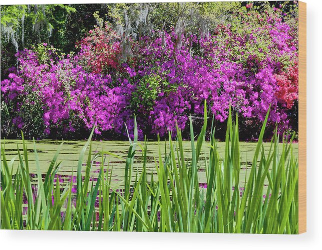 Flowers Wood Print featuring the photograph Magnolia Plantation Pond by DCat Images