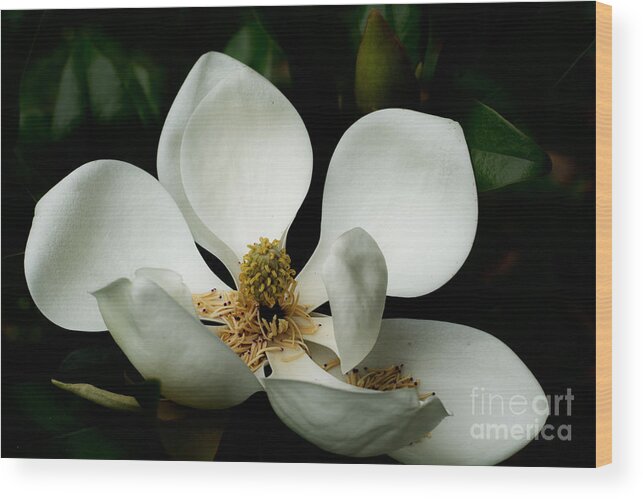 Magnolia Wood Print featuring the photograph Magnolia Time by Metaphor Photo