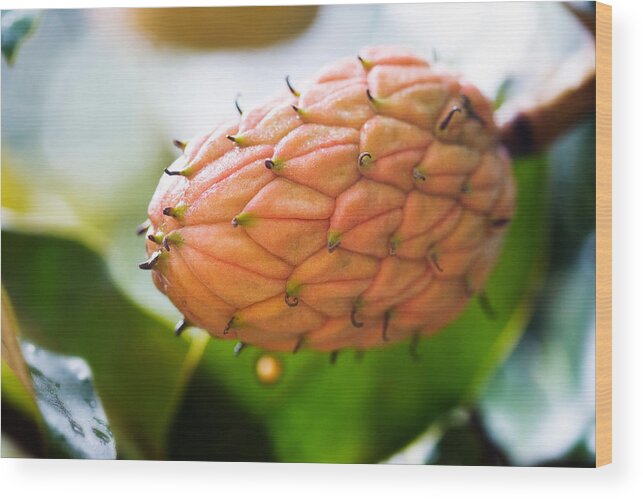Flower Wood Print featuring the photograph Magnolia Tree Bud by Mark Currier