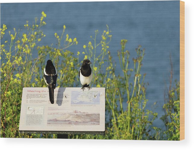 Britain Wood Print featuring the photograph Magpies Keeping Watch - Pendennis Point by Rod Johnson