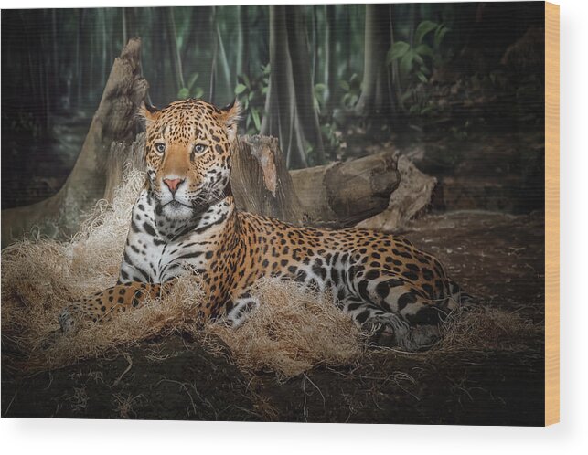 Animal Wood Print featuring the photograph Majestic Leopard by Scott Norris