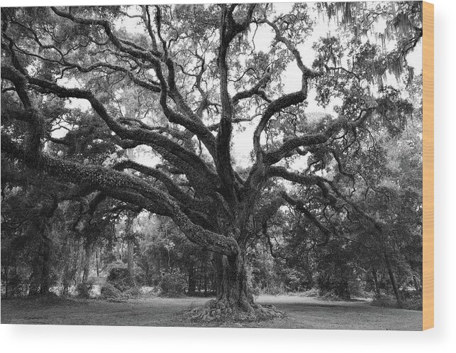 Trees Wood Print featuring the photograph Majestic Oak by Richard Rizzo