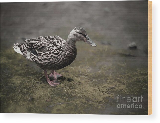 Birds Wood Print featuring the photograph Malard,Duckling by Sal Ahmed