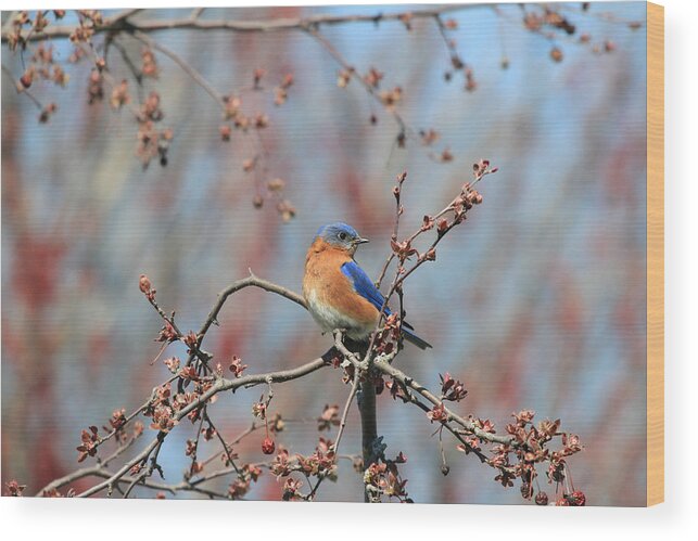 Bluebird Wood Print featuring the photograph Male Bluebird by Jackson Pearson