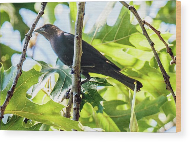 Bird Wood Print featuring the photograph Male Brown-headed Cowbird by William Bitman