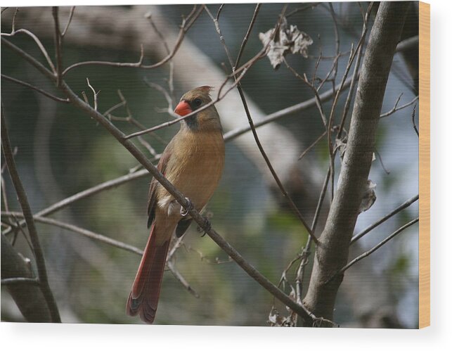 Bird Wood Print featuring the photograph Cardinal by Cathy Harper