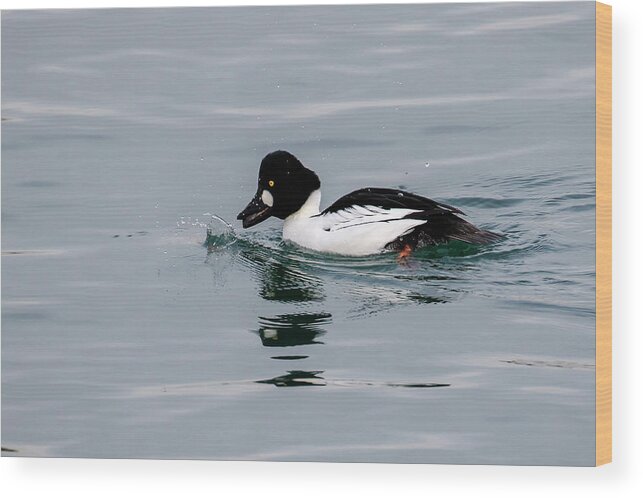 Bird Wood Print featuring the photograph Male Common Goldeneye by Gary Hall