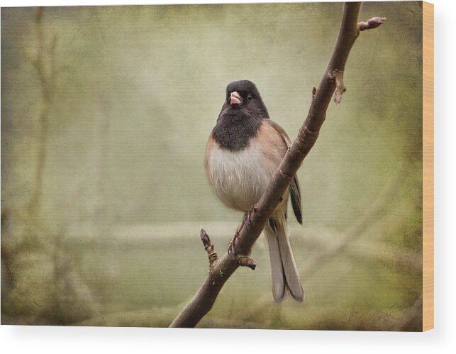 Junco Wood Print featuring the photograph Male Dark-eyed Junco - 365-186 by Inge Riis McDonald