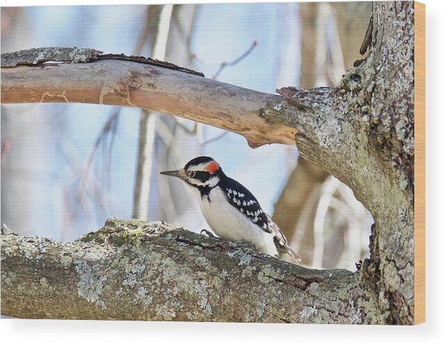 Downey Woodpecker Wood Print featuring the photograph Male Downey Woodpecker 1112 by Michael Peychich