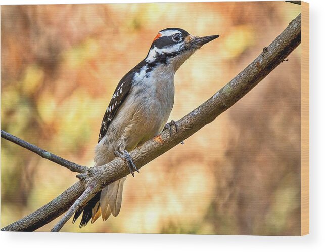 Hairy Woodpecker Wood Print featuring the photograph Male Hairy Woodpecker by Robert L Jackson