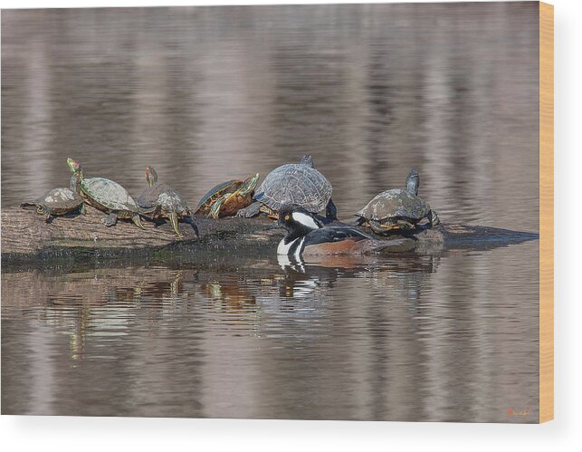 Nature Wood Print featuring the photograph Male Hooded Merganser and Basking Red-eared Sliders DWF0163 by Gerry Gantt
