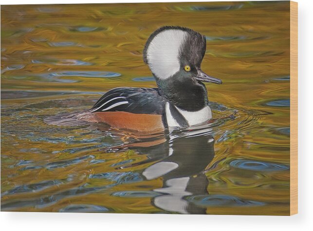 Hooded Merganaser Wood Print featuring the photograph Male Hooded Merganser Duck by Susan Candelario