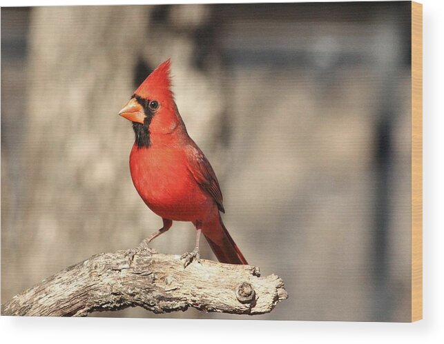 Nature Wood Print featuring the photograph Male Northern Cardinal by Sheila Brown