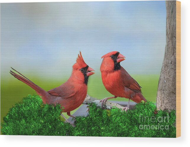 Male Northern Cardinals Wood Print featuring the photograph Male Northern Cardinals in Spring by Bonnie Barry