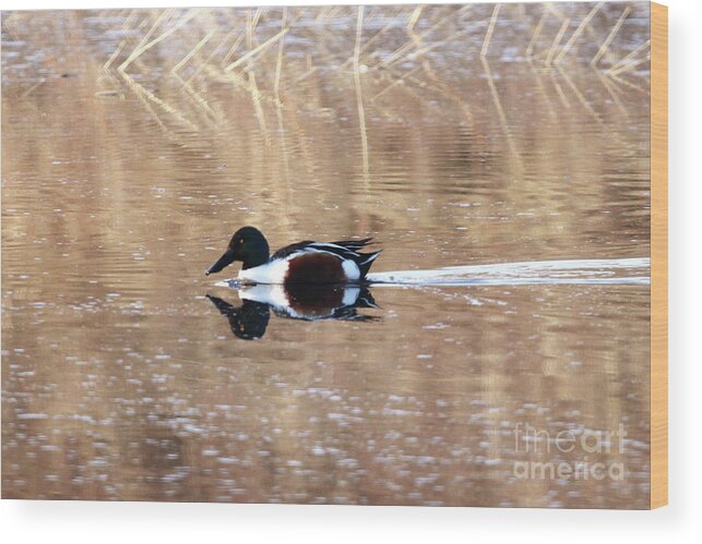 Male Northern Shoveler Wood Print featuring the photograph Male Northern Shoveler by Alyce Taylor
