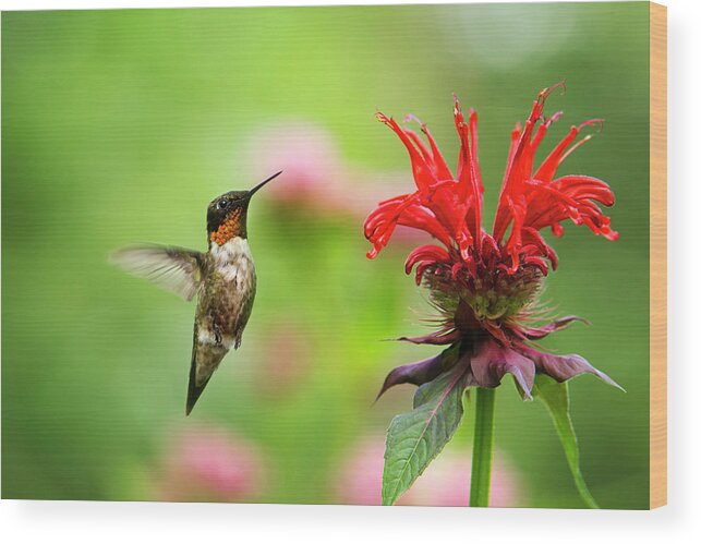 Hummingbird Wood Print featuring the photograph Male Ruby-Throated Hummingbird Hovering Near Flowers by Christina Rollo
