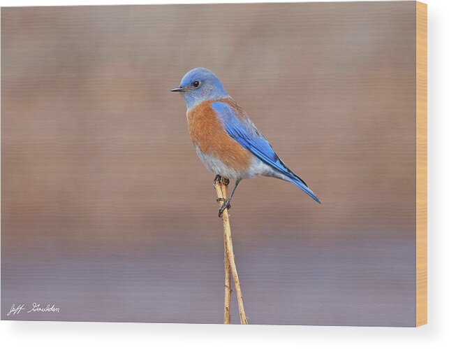 Adult Wood Print featuring the photograph Male Western Bluebird Perched on a Stalk by Jeff Goulden