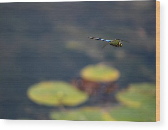 Malibu Blue Wood Print featuring the photograph Malibu Blue Dragonfly Flying over Lotus Pond by Colleen Cornelius
