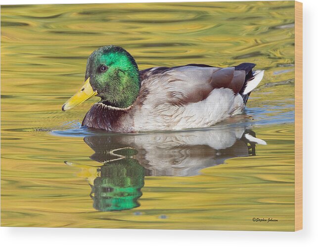 Duck Wood Print featuring the photograph Mallard Drake on Golden Pond by Stephen Johnson