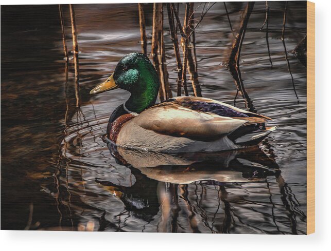 Mallard Duck Wood Print featuring the photograph Mallard Drake by Ray Congrove