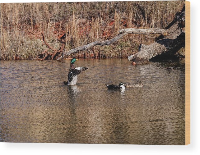 Horizontal Wood Print featuring the photograph Mallard Duck by Doug Long