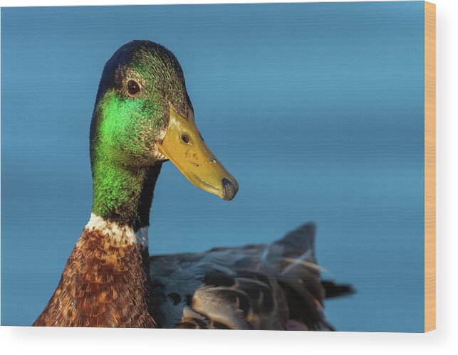 Mallard Duck Wood Print featuring the photograph Mallard Duck by Jonathan Nguyen