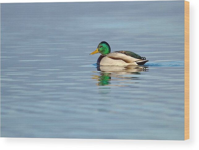 Duck Wood Print featuring the photograph Mallard duck on a pond by Elenarts - Elena Duvernay photo