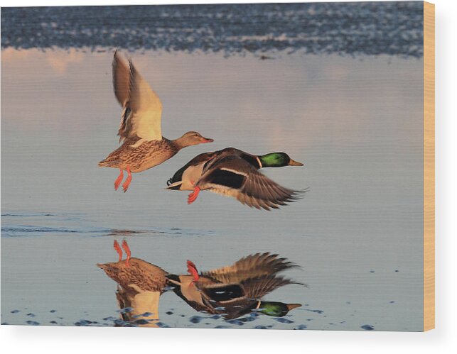 Mallard Duck Wood Print featuring the photograph Mallard Ducks in flight by Pierre Leclerc Photography