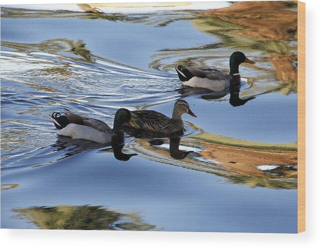 Mallard Duck Wood Print featuring the photograph Mallard Ducks by Valerie Collins