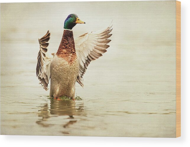 Duck Wood Print featuring the photograph Mallard by Everet Regal
