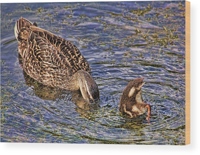 Mallard Wood Print featuring the photograph Mallard Mom And Baby by HH Photography of Florida