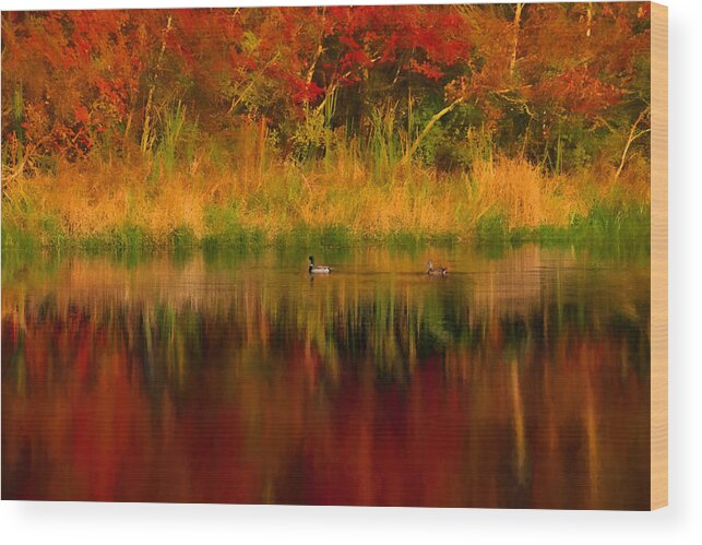#jefffolger Wood Print featuring the photograph Mallards through reflection of fall colors by Jeff Folger
