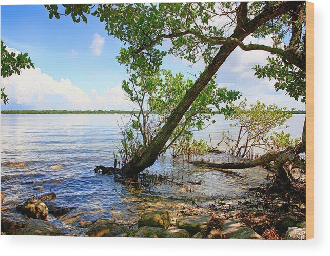 Swampland Wood Print featuring the photograph Manatee River Bradenton by Chris Smith