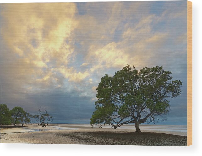 Clouds Wood Print featuring the photograph Mangrove tree at low tide by Robert Charity