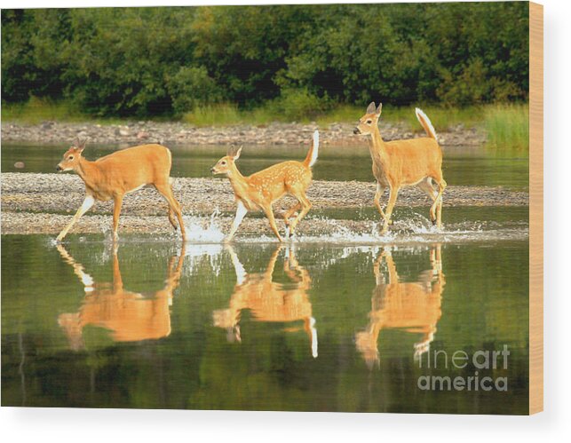 Wood Print featuring the photograph Many Glacier Deer 2 by Adam Jewell