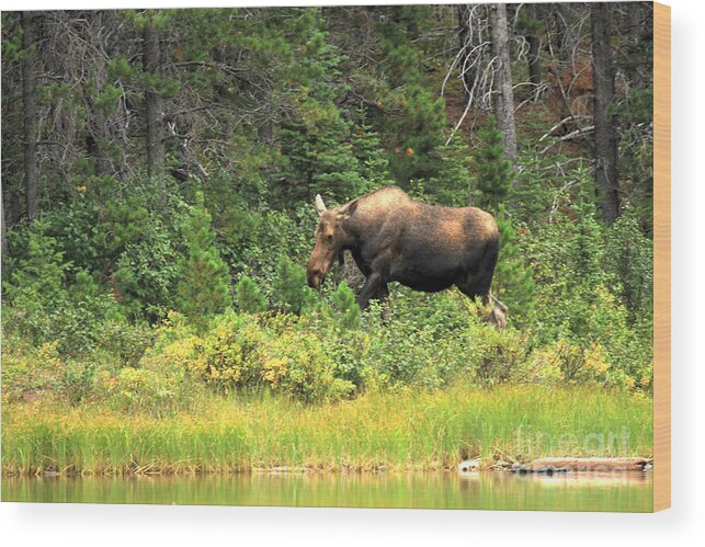  Wood Print featuring the photograph Many Glacier Moose 5 by Adam Jewell
