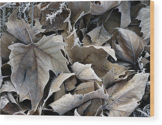 Maple Wood Print featuring the photograph Maple Salad by DArcy Evans
