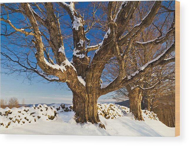 Winter Wood Print featuring the photograph Maples In Winter by Alan L Graham