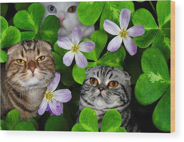 Scottish Fold Wood Print featuring the digital art March 2006 by Robert Morin
