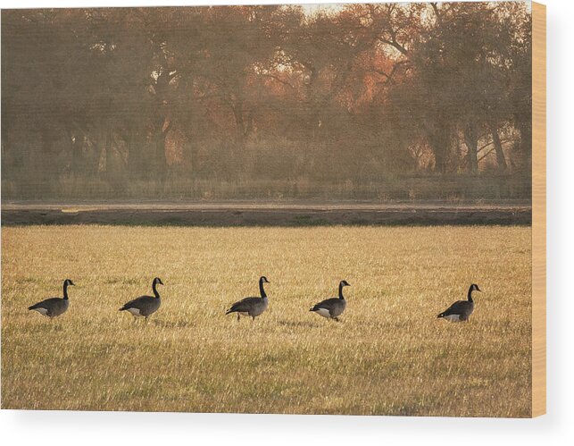 Scenics Wood Print featuring the photograph March of the Geese by Mary Lee Dereske