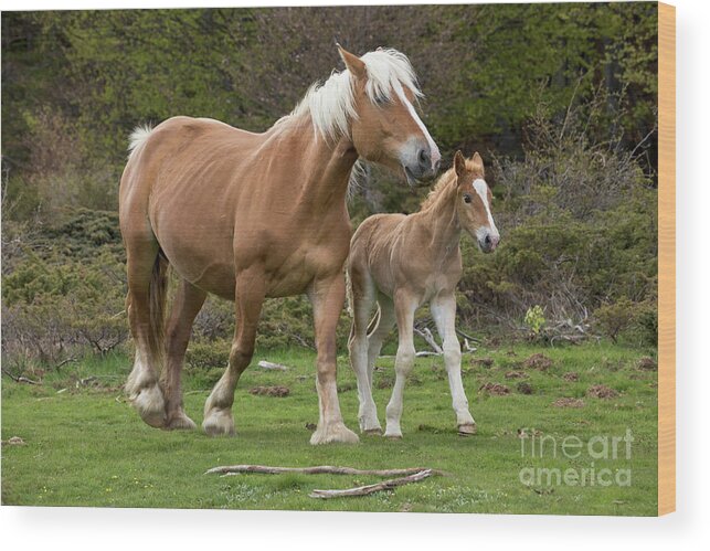 00537167 Wood Print featuring the photograph Mare and Foal in France by Yva Momatiuk John Eastcott